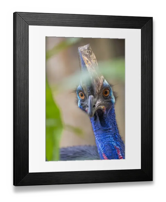 Framed Print : Southern cassowary (Casuarius casuarius) Bali Bird Park, Denpasar, Bali, Indonesia Framed Print : Southern cassowary (Casuarius casuarius) Bali Bird Park, Denpasar, Bali, Indonesia