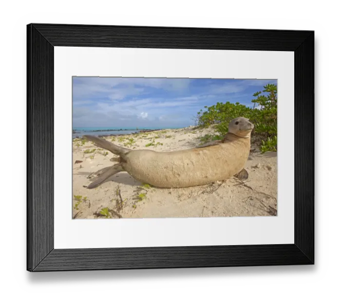 Framed Print : Hawaiian monk seal (Monachus schauinslandi) hauled out, Sand Island, Midway, Hawaii Framed Print : Hawaiian monk seal (Monachus schauinslandi) hauled out, Sand Island, Midway, Hawaii
