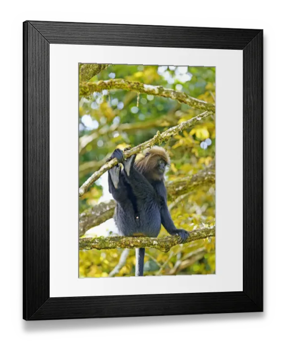 Framed Print : Nilgiri langur (Trachypithecus johnii) Anaimalai Mountain Range (Nilgiri hills) Framed Print : Nilgiri langur (Trachypithecus johnii) Anaimalai Mountain Range (Nilgiri hills)