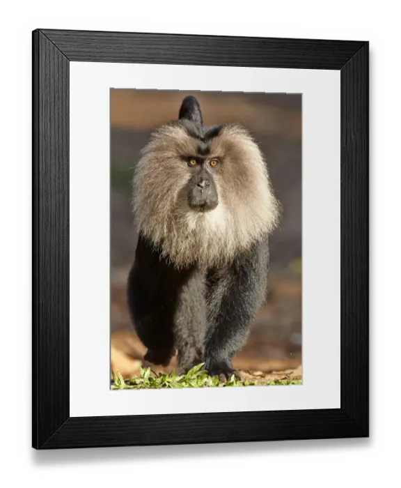 Framed Print : Lion-tailed macaque (Macaca silenus), dominant male, Anaimalai Mountain Range Framed Print : Lion-tailed macaque (Macaca silenus), dominant male, Anaimalai Mountain Range