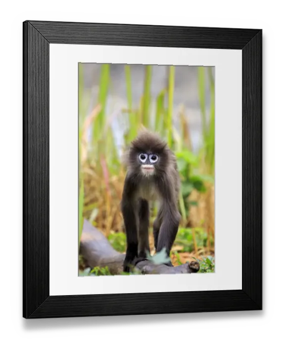 Framed Print : Phayres leaf monkey or Phayres langur (Trachypithecus phayrei), Tripura state Framed Print : Phayres leaf monkey or Phayres langur (Trachypithecus phayrei), Tripura state