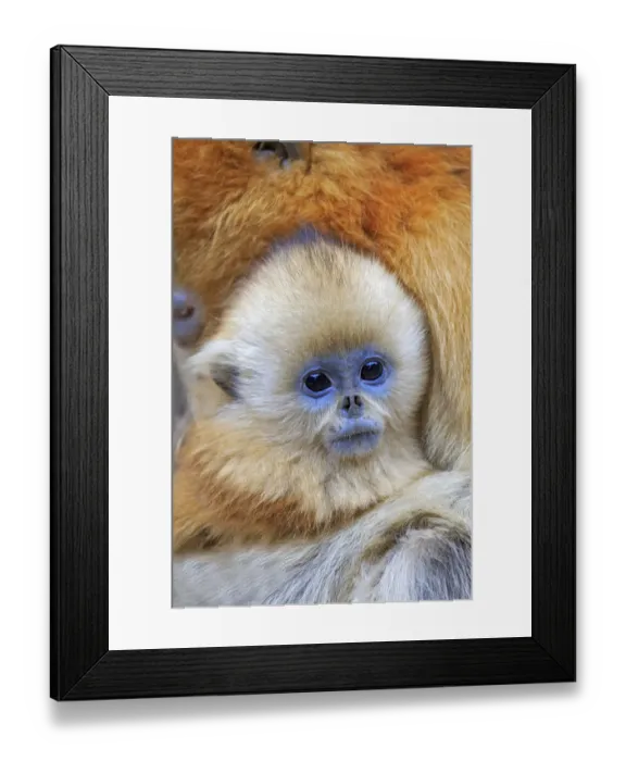 Framed Print : Golden snub-nosed monkey (Rhinopithecus roxellana), mother and baby, Qinling Mountains Framed Print : Golden snub-nosed monkey (Rhinopithecus roxellana), mother and baby, Qinling Mountains