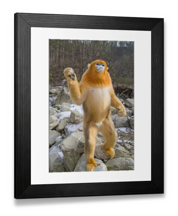 Framed Print : Golden snub-nosed monkey (Rhinopithecus roxellana), standing up on river boulders Framed Print : Golden snub-nosed monkey (Rhinopithecus roxellana), standing up on river boulders