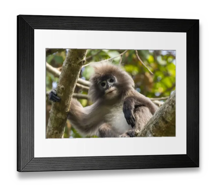 Framed Print : Phayres leaf monkey (Trachypithecus phayrei) portrait, Tripura state, India Framed Print : Phayres leaf monkey (Trachypithecus phayrei) portrait, Tripura state, India