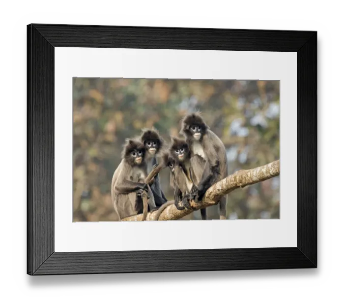 Framed Print : Phayres leaf monkey (Trachypithecus phayrei) group on branch, Tripura state, India Framed Print : Phayres leaf monkey (Trachypithecus phayrei) group on branch, Tripura state, India
