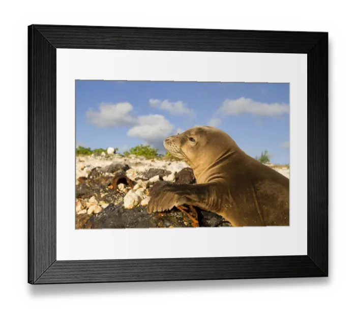 Framed Print : Hawaiian monk seal (Monachus schauinslandi), Eastern Island, Midway, Hawaii Framed Print : Hawaiian monk seal (Monachus schauinslandi), Eastern Island, Midway, Hawaii