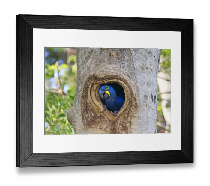 Framed Print : Hyacinth Macaw (Anodorhynchus hyacinthinus) adult in nest hole in tree, hole in a tree Framed Print : Hyacinth Macaw (Anodorhynchus hyacinthinus) adult in nest hole in tree, hole in a tree