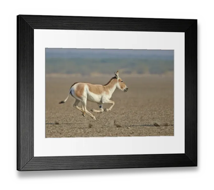 Framed Print : Indian wild ass (Equus hemionus khur) running, Wild Ass Sanctuary, Little Rann of Kutch Framed Print : Indian wild ass (Equus hemionus khur) running, Wild Ass Sanctuary, Little Rann of Kutch