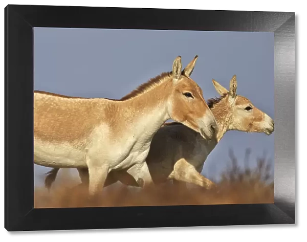 Indian wild asses (Equus hemionus khur), Wild Ass Sanctuary, Little Rann of Kutch