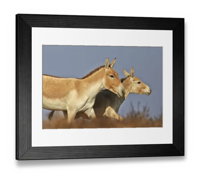 Framed Print : Indian wild asses (Equus hemionus khur), Wild Ass Sanctuary, Little Rann of Kutch Framed Print : Indian wild asses (Equus hemionus khur), Wild Ass Sanctuary, Little Rann of Kutch