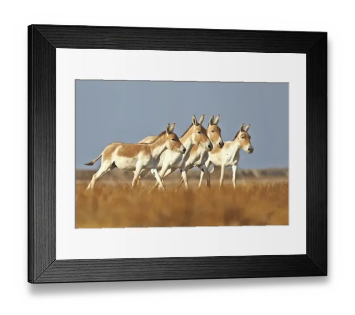 Framed Print : Indian wild asses (Equus hemionus khur), Wild Ass Sanctuary, Little Rann of Kutch Framed Print : Indian wild asses (Equus hemionus khur), Wild Ass Sanctuary, Little Rann of Kutch