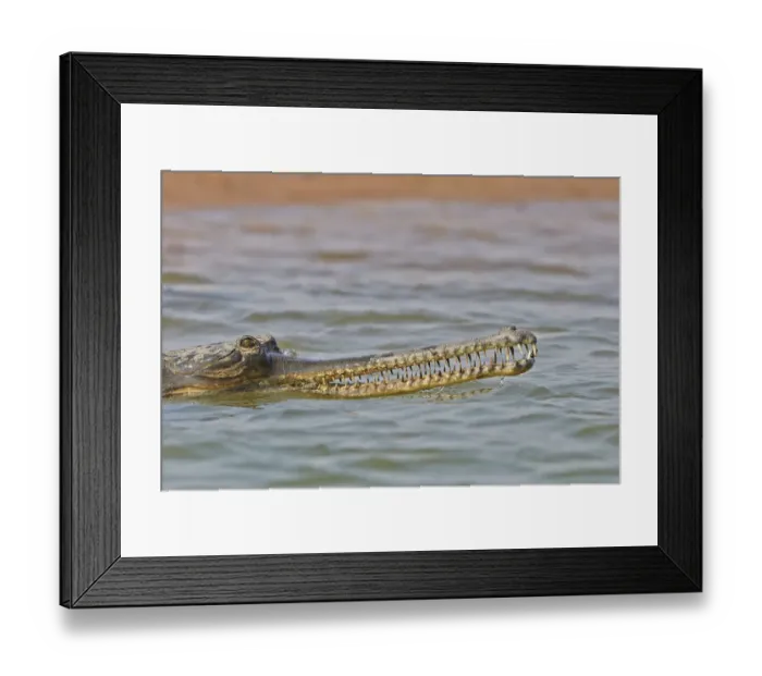 Framed Print : Gharial (Gavialis gangeticus), on river bank, Chambal river, Uttar Pradesh, India Framed Print : Gharial (Gavialis gangeticus), on river bank, Chambal river, Uttar Pradesh, India