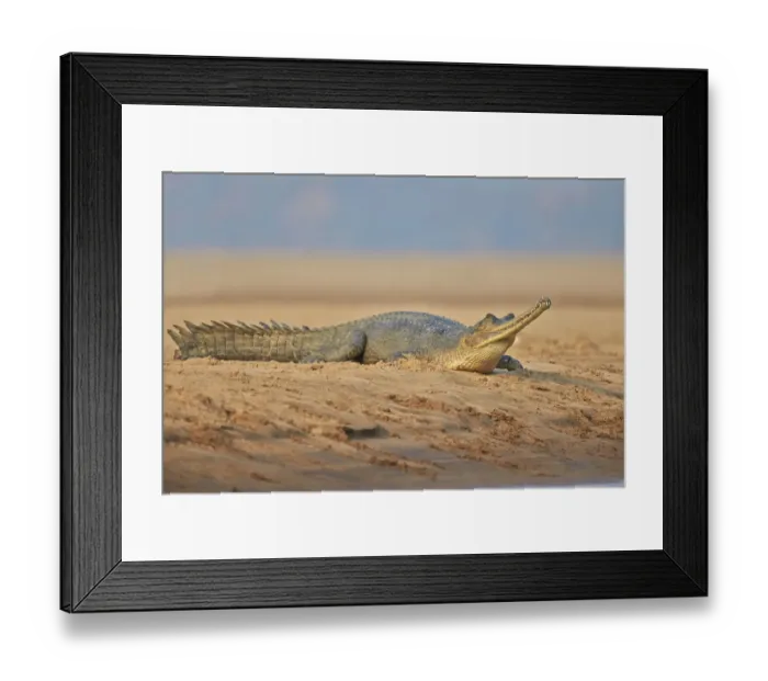 Framed Print : Gharial (Gavialis gangeticus), on river bank, Chambal river, Uttar Pradesh, India Framed Print : Gharial (Gavialis gangeticus), on river bank, Chambal river, Uttar Pradesh, India