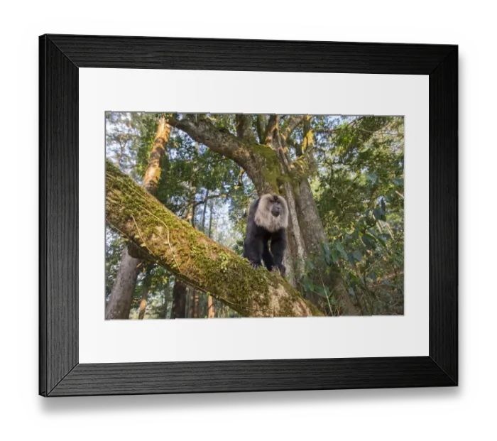 Framed Print : Lion-tailed macaque (Macaca silenus), dominant male, , Anaimalai Mountain Range Framed Print : Lion-tailed macaque (Macaca silenus), dominant male, , Anaimalai Mountain Range