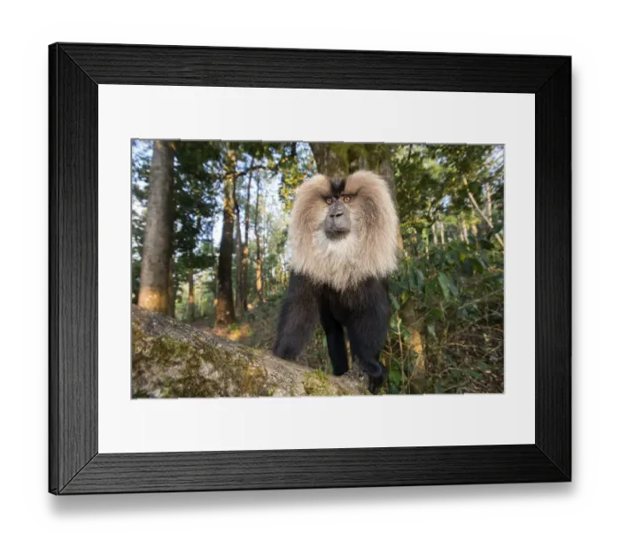 Framed Print : Lion-tailed macaque (Macaca silenus), dominant male, Anaimalai Mountain Range Framed Print : Lion-tailed macaque (Macaca silenus), dominant male, Anaimalai Mountain Range