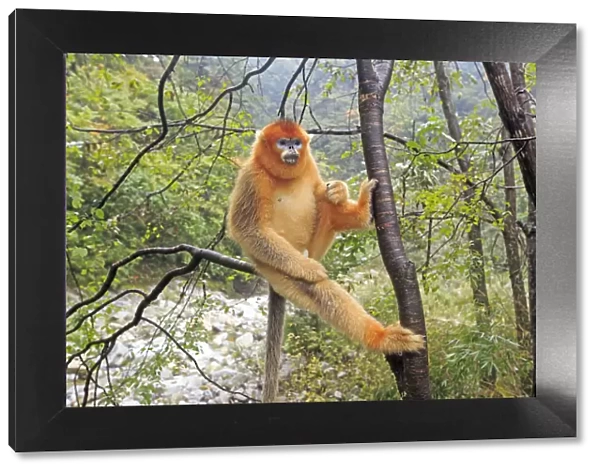 Golden snub-nosed monkey (Rhinopithecus roxellana), near by a river, Qinling Mountains