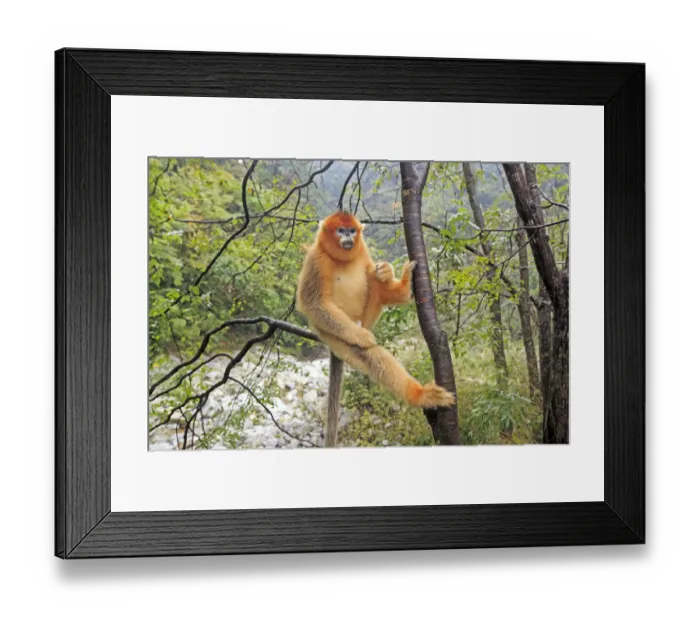 Framed Print : Golden snub-nosed monkey (Rhinopithecus roxellana), near by a river, Qinling Mountains Framed Print : Golden snub-nosed monkey (Rhinopithecus roxellana), near by a river, Qinling Mountains