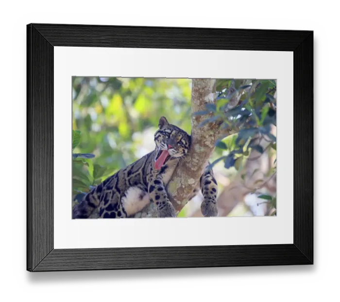 Framed Print : Clouded leopard (Neofelis nebulosa) resting in tree, Tripura state, India. Captive Framed Print : Clouded leopard (Neofelis nebulosa) resting in tree, Tripura state, India. Captive