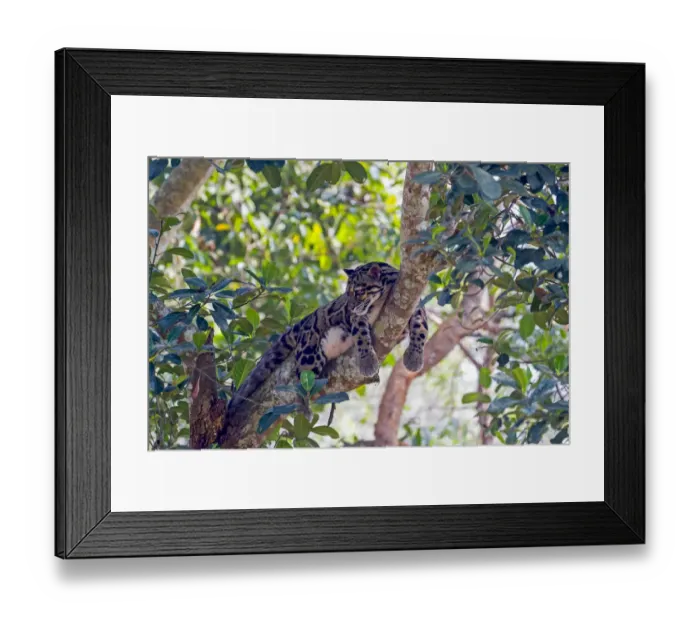 Framed Print : Clouded leopard (Neofelis nebulosa) resting in tree, Tripura state, India. Captive Framed Print : Clouded leopard (Neofelis nebulosa) resting in tree, Tripura state, India. Captive