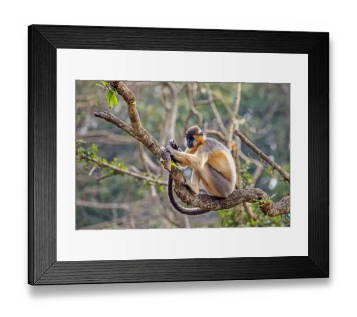 Framed Print : Capped langur (Trachypithecus pileatus), in tree, Trishna Wildlife Sanctuary Framed Print : Capped langur (Trachypithecus pileatus), in tree, Trishna Wildlife Sanctuary