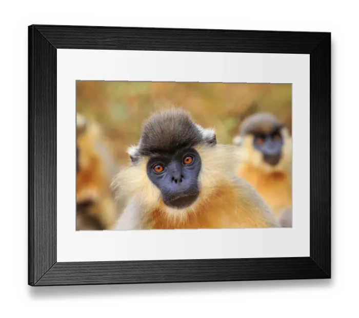 Framed Print : Capped langur (Trachypithecus pileatus), Trishna Wildlife Sanctuary, Tripura State, India Framed Print : Capped langur (Trachypithecus pileatus), Trishna Wildlife Sanctuary, Tripura State, India