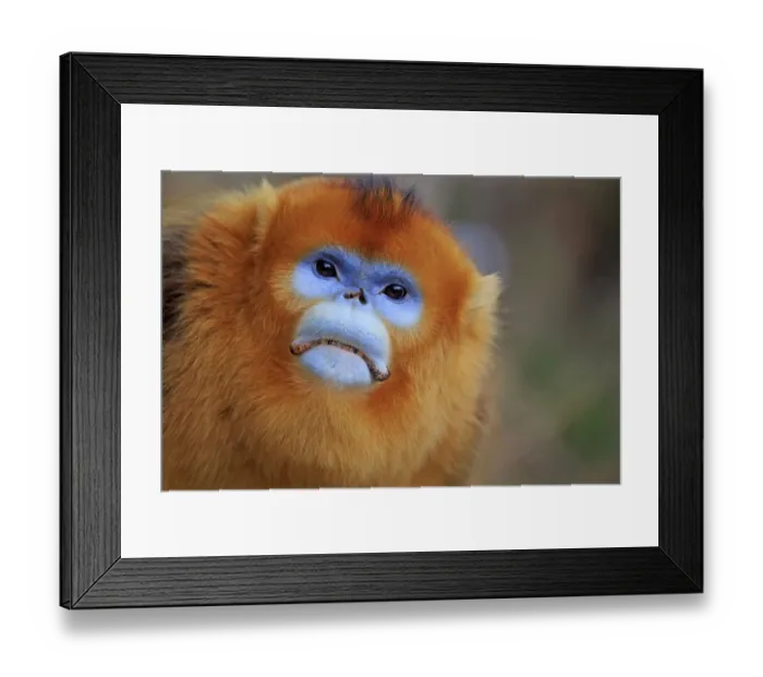 Framed Print : Golden snub-nosed monkey (Rhinopithecus roxellana), adult male, Qinling Mountains Framed Print : Golden snub-nosed monkey (Rhinopithecus roxellana), adult male, Qinling Mountains