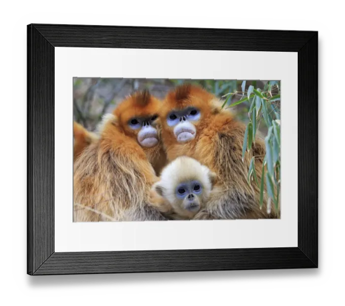 Framed Print : Golden snub-nosed monkey (Rhinopithecus roxellana), two females embracing with baby