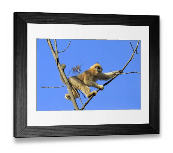 Framed Print : Golden snub-nosed monkey (Rhinopithecus roxellana) in tree, with blue sky Framed Print : Golden snub-nosed monkey (Rhinopithecus roxellana) in tree, with blue sky