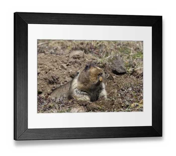 Framed Print : Giant molerat (Tachyoryctes macrocephalus) in burrow, Ethiopia Framed Print : Giant molerat (Tachyoryctes macrocephalus) in burrow, Ethiopia