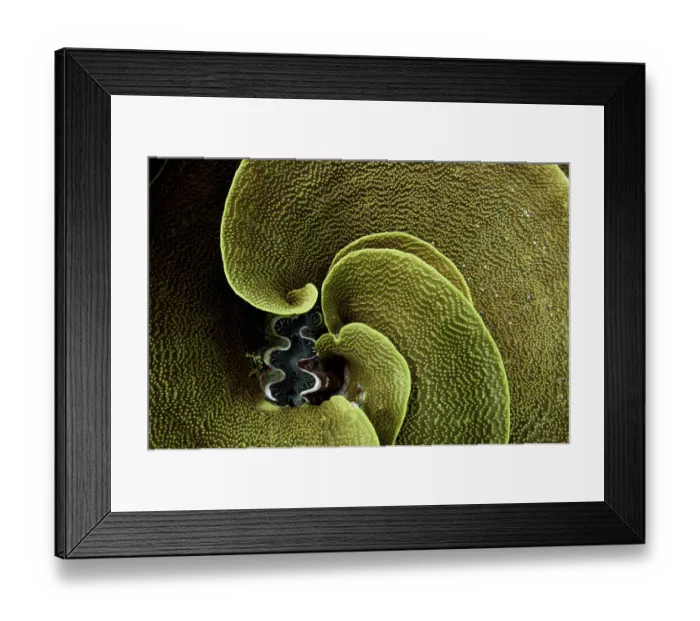Framed Print : A Giant clam (Tridacna gigas) surrounded by Lettuce coral (Turbinaria reniformis), Kosrae