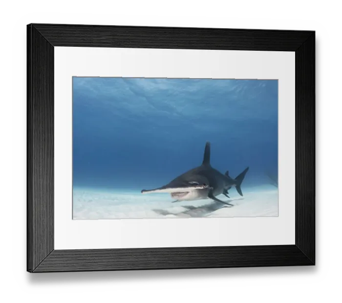 Framed Print : Great hammerhead shark (Sphyrna mokarran) swimming over sandy seabed, Bimini, Bahamas Framed Print : Great hammerhead shark (Sphyrna mokarran) swimming over sandy seabed, Bimini, Bahamas