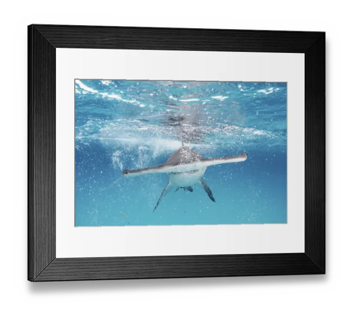 Framed Print : A Great hammerhead shark (Sphyrna mokarran) swimming towards the camera, Bimini, Bahamas Framed Print : A Great hammerhead shark (Sphyrna mokarran) swimming towards the camera, Bimini, Bahamas