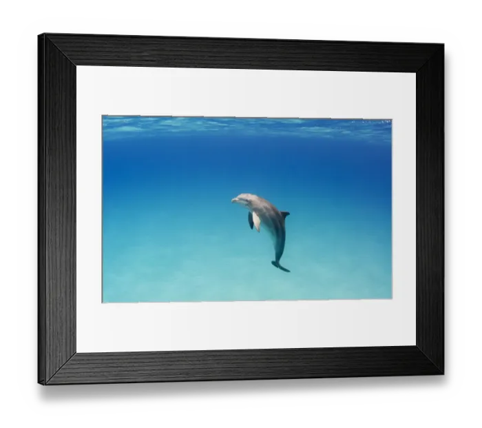 Framed Print : A Bottlenose dolphin (Tursiops truncatus), heavily scarred, possibly from shark attacks Framed Print : A Bottlenose dolphin (Tursiops truncatus), heavily scarred, possibly from shark attacks