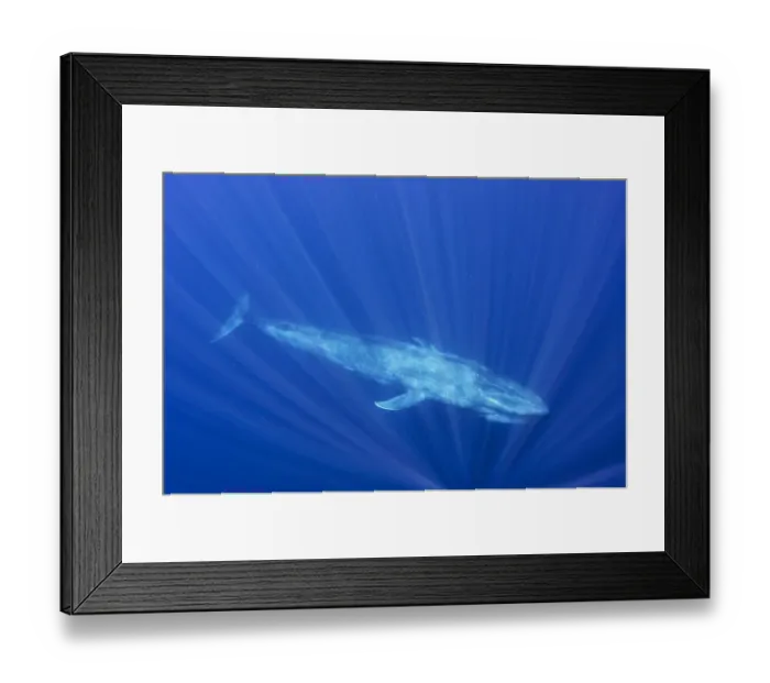 Framed Print : Blue whale (Balaenoptera musculus) swimming, Indian Ocean, off Sri Lanka. March Framed Print : Blue whale (Balaenoptera musculus) swimming, Indian Ocean, off Sri Lanka. March
