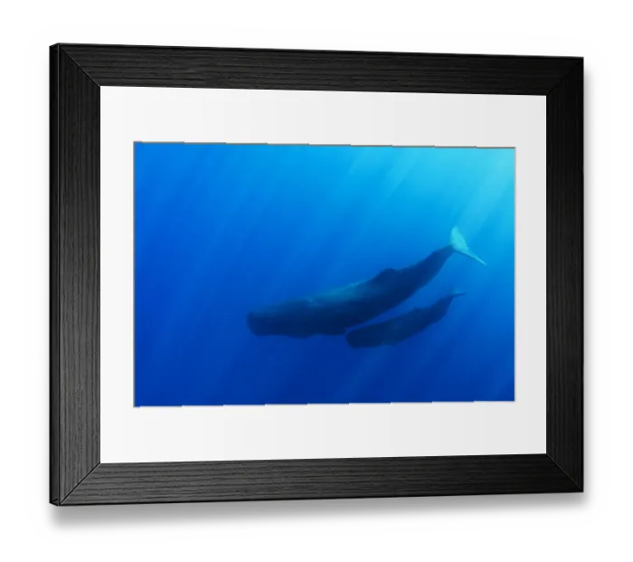 Framed Print : Sperm whale (Physeter macrocephalus) mother and calf, Sri Lanka. March Framed Print : Sperm whale (Physeter macrocephalus) mother and calf, Sri Lanka. March
