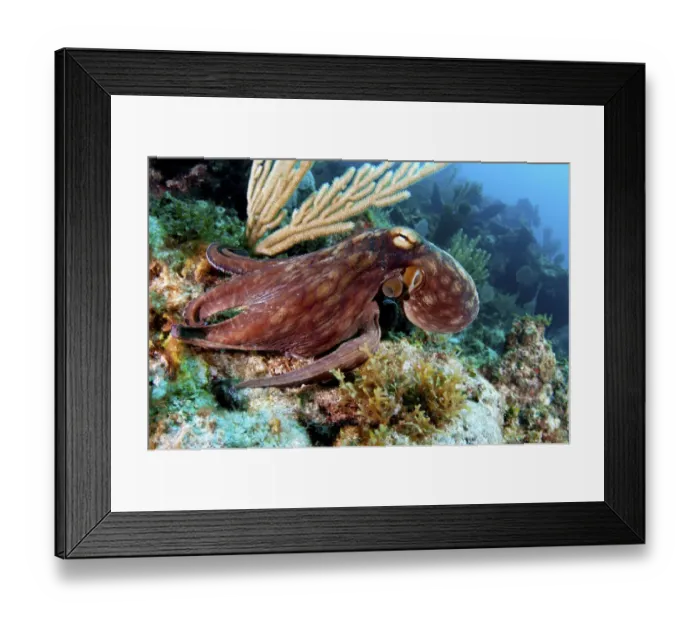 Framed Print : Common octopus (Octopus vulgaris) on a coral reef in The Bahamas. August Framed Print : Common octopus (Octopus vulgaris) on a coral reef in The Bahamas. August