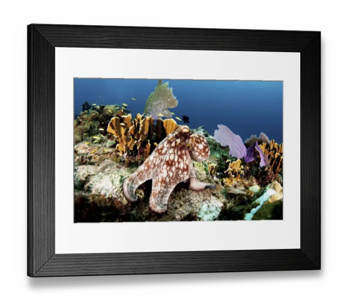 Framed Print : Common octopus (Octopus vulgaris) on a coral reef, The Bahamas. August Framed Print : Common octopus (Octopus vulgaris) on a coral reef, The Bahamas. August