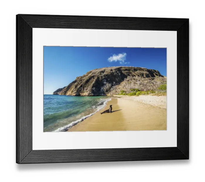 Framed Print : Galapagos sea lion (Zalophus wollebaeki) plays in the surf, San Cristobal Island Framed Print : Galapagos sea lion (Zalophus wollebaeki) plays in the surf, San Cristobal Island