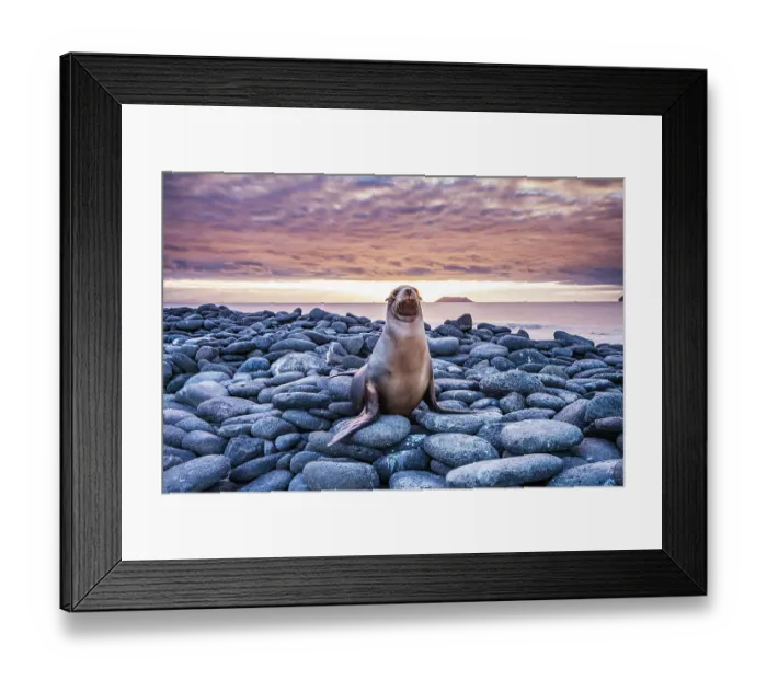 Framed Print : Galapagos Sea Lion (Zalophus californianus wollebacki) resting on rocks at sunset on North Seymour Island, Galapagos, Ecuador. December Framed Print : Galapagos Sea Lion (Zalophus californianus wollebacki) resting on rocks at sunset on North Seymour Island, Galapagos, Ecuador. December