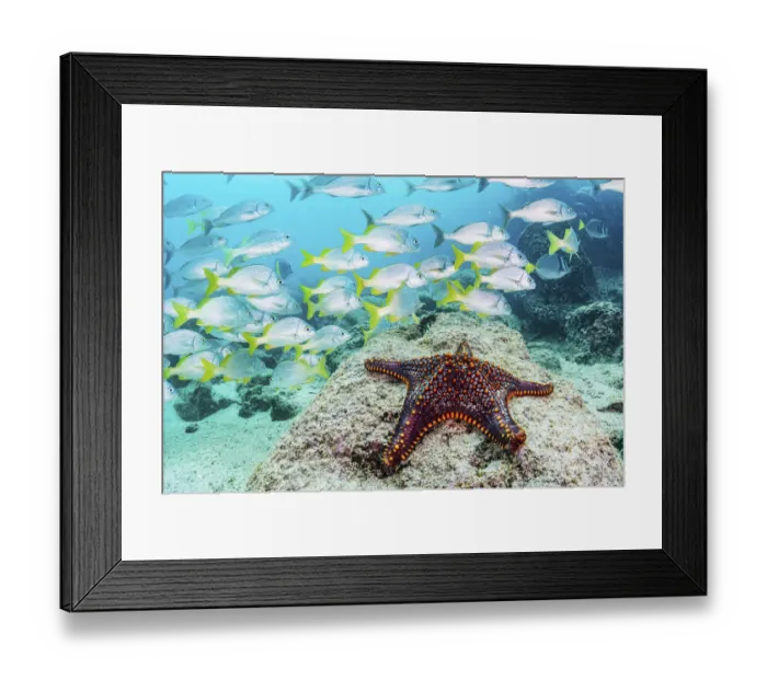 Framed Print : Panamic Cushion Sea Star (Pentaceraster cumingi) and a school of Yellow-tailed Grunt Framed Print : Panamic Cushion Sea Star (Pentaceraster cumingi) and a school of Yellow-tailed Grunt