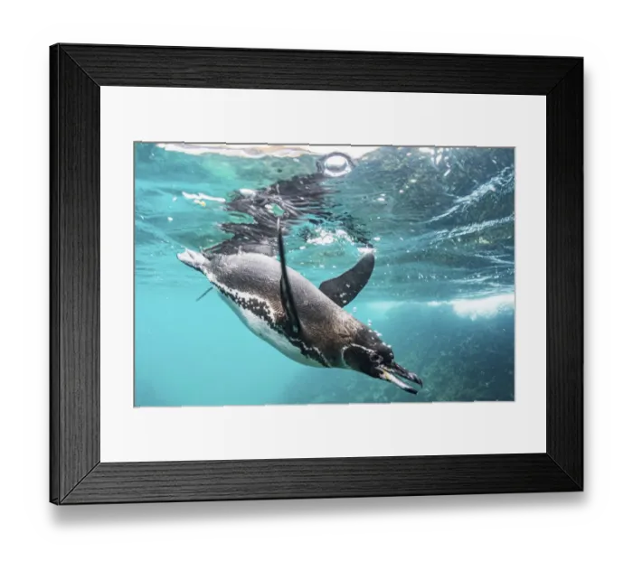 Framed Print : Galapagos penguin (Spheniscus mendiculus) hunting off Bartolome Islet, Santiago Island Framed Print : Galapagos penguin (Spheniscus mendiculus) hunting off Bartolome Islet, Santiago Island