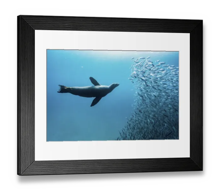 Framed Print : Galapagos sea lion (Zalophus wollebaeki) hunting shoal of Black striped salemas Framed Print : Galapagos sea lion (Zalophus wollebaeki) hunting shoal of Black striped salemas
