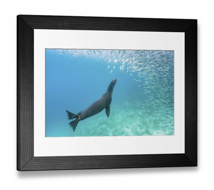 Framed Print : Galapagos sea lion (Zalophus wollebaeki) hunting shoal of Black striped salemas Framed Print : Galapagos sea lion (Zalophus wollebaeki) hunting shoal of Black striped salemas