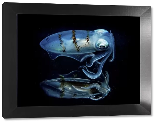 Caribbean reef squid (Sepioteuthis sepioidea) portrait reflecting off the surface of the