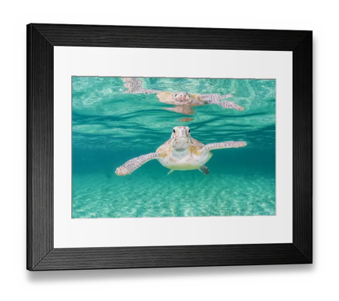 Framed Print : Green sea turtle (Chelonia mydas) near the surface in shallow water, Eleuthera, Bahamas Framed Print : Green sea turtle (Chelonia mydas) near the surface in shallow water, Eleuthera, Bahamas