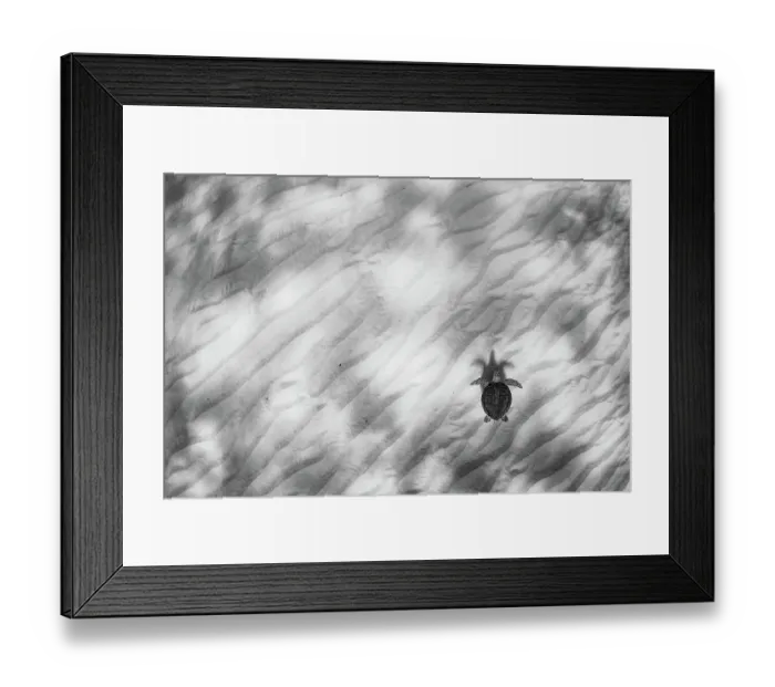 Framed Print : Green sea turtle (Chelonia mydas) swimming over sand ripples, Eleuthera, Bahamas Framed Print : Green sea turtle (Chelonia mydas) swimming over sand ripples, Eleuthera, Bahamas