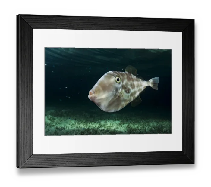 Framed Print : Unicorn leatherjacket filefish (Aluterus monoceros) at night, The Bahamas. February Framed Print : Unicorn leatherjacket filefish (Aluterus monoceros) at night, The Bahamas. February