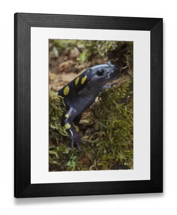 Framed Print : Spotted Salamander (Ambystoma maculatum) in early spring migration to woodland pond Framed Print : Spotted Salamander (Ambystoma maculatum) in early spring migration to woodland pond