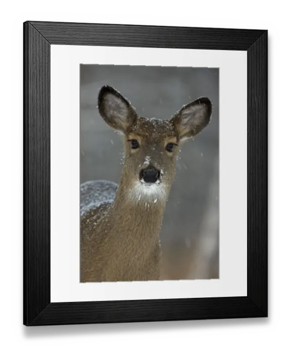 Framed Print : Portrait of White-tailed deer (Odocoileus virginianus) doe in snow, New York, USA Framed Print : Portrait of White-tailed deer (Odocoileus virginianus) doe in snow, New York, USA