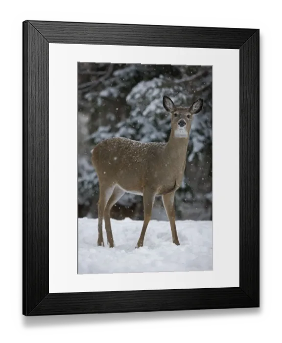 Framed Print : White-tailed deer (Odocoileus virginianus) doe standing in snow, New York, USA Framed Print : White-tailed deer (Odocoileus virginianus) doe standing in snow, New York, USA